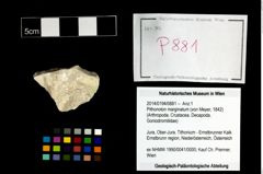 Foto (Objekt + Etikett) von Pithonoton marginatum (von Meyer, 1842)  (NHMW-GEO-2014-0194-0881)